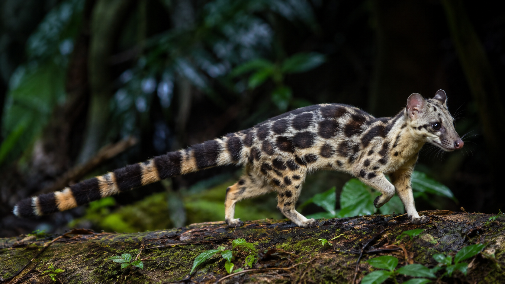 Banded linsang in rainforest